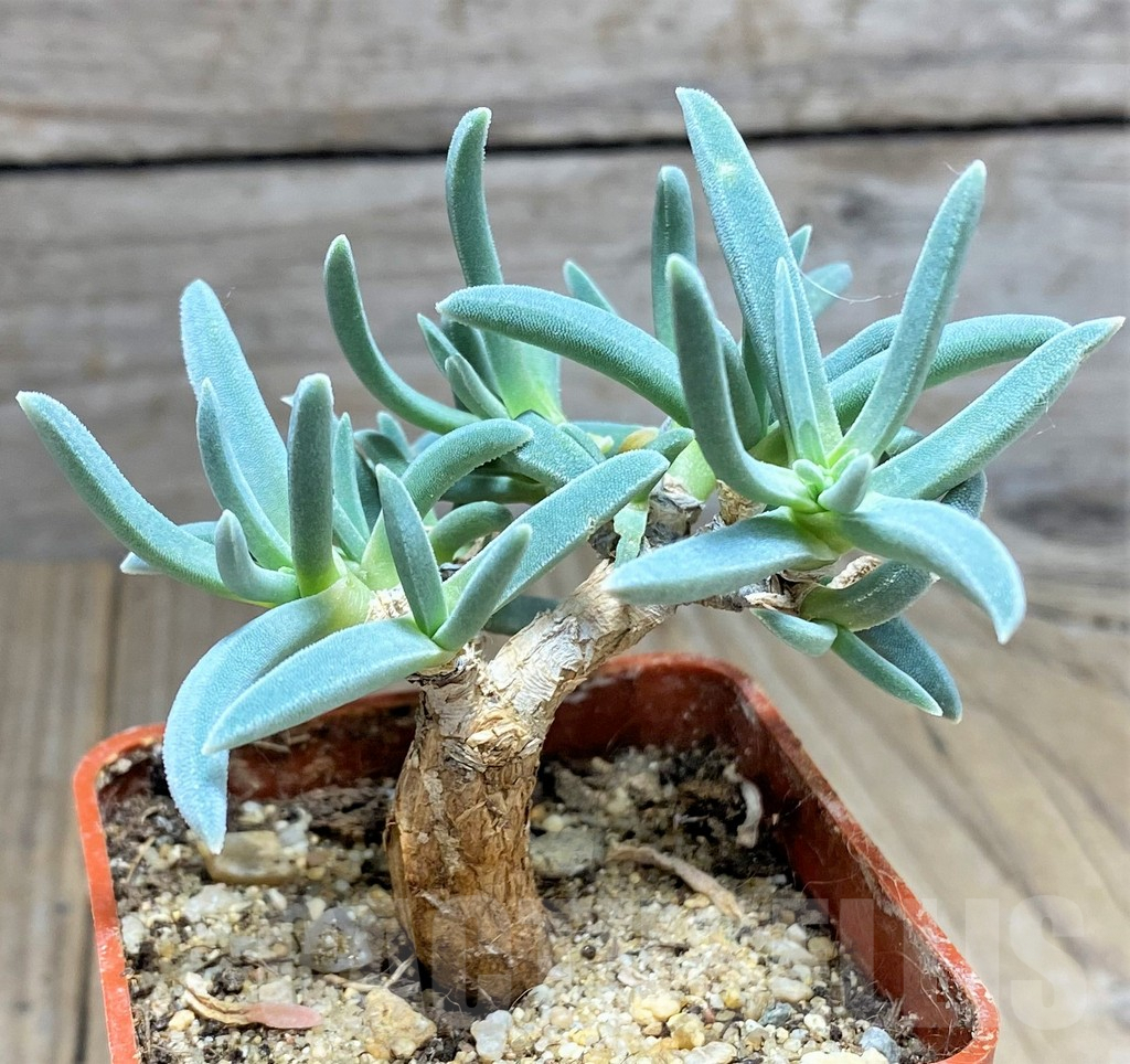 SHPR27156 Delosperma harazianum - Imagen 3