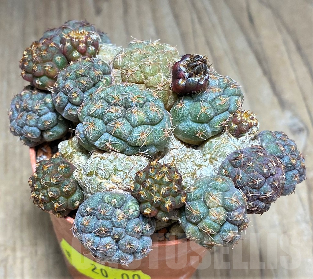 SHPR27157 Puna bonnieae