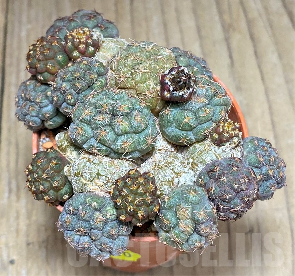 SHPR27157 Puna bonnieae - Imagen 2