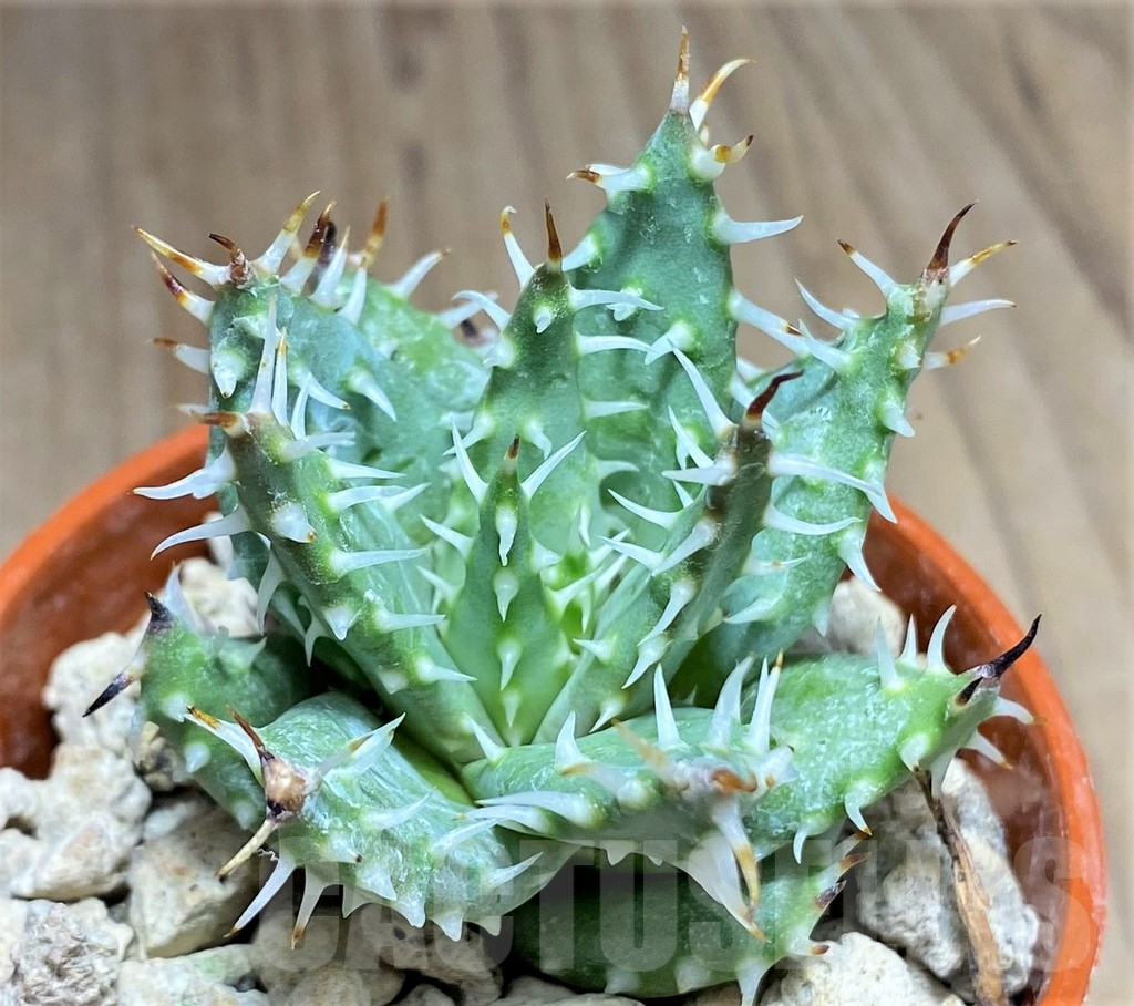 SHPR27158 Aloe erinacea