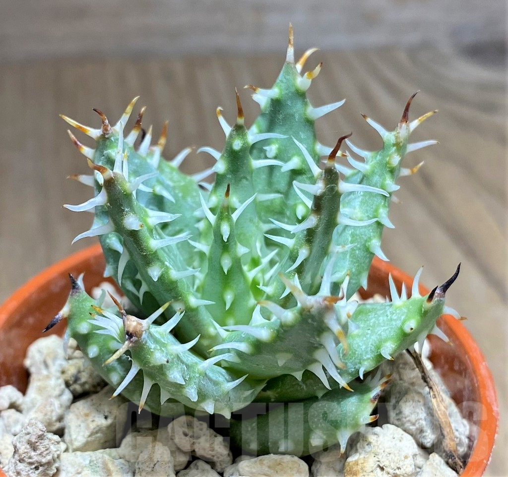 SHPR27158 Aloe erinacea - Image 2