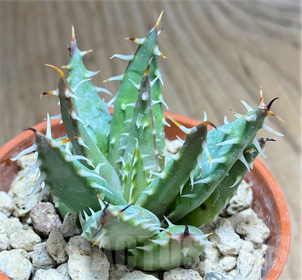 SHPR27159 Aloe erinacea - Image 2