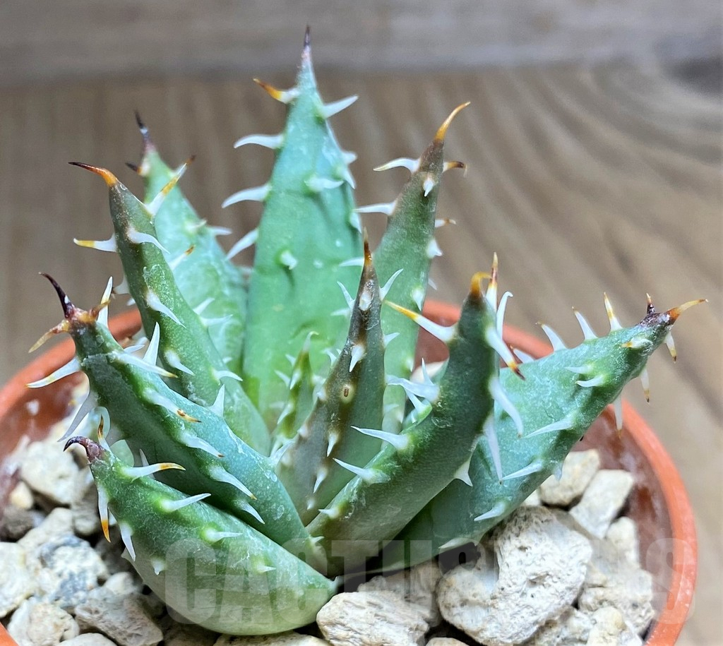 SHPR27159 Aloe erinacea