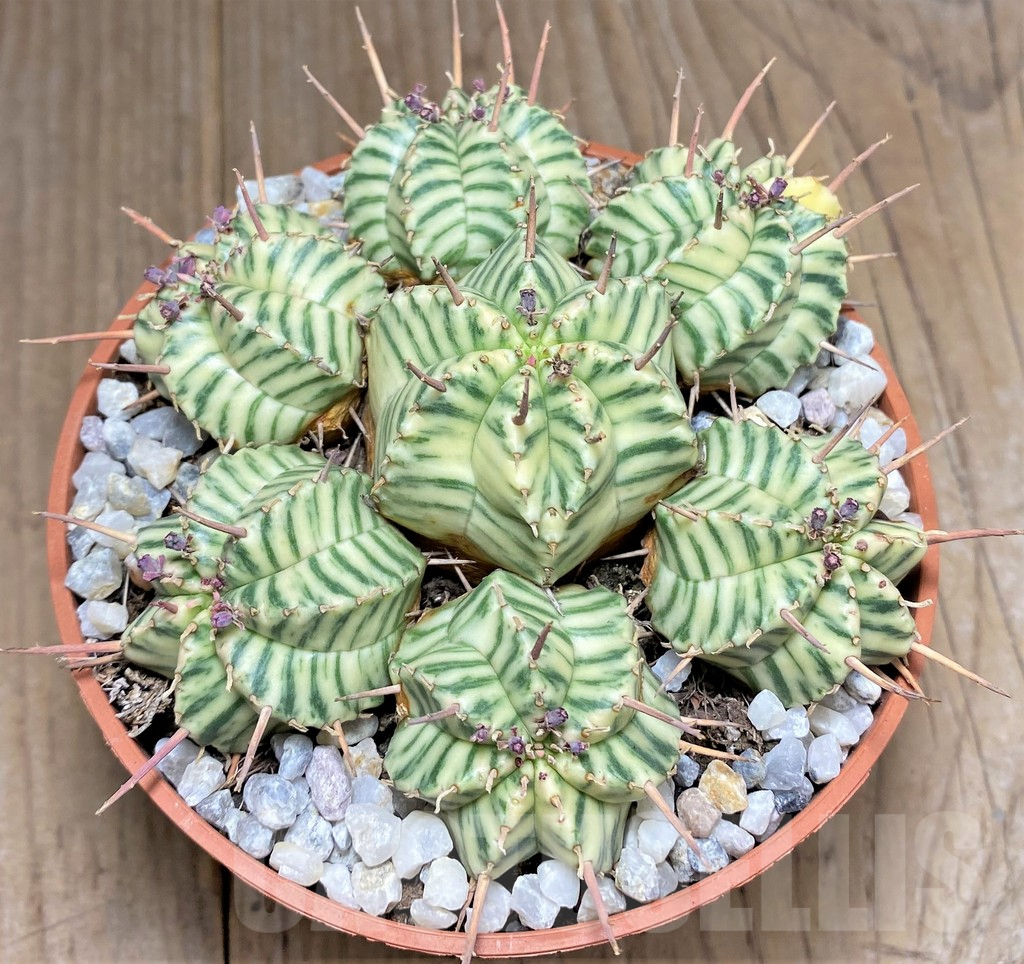 SHPR27160 Euphorbia meloformis f. variegata - Image 2