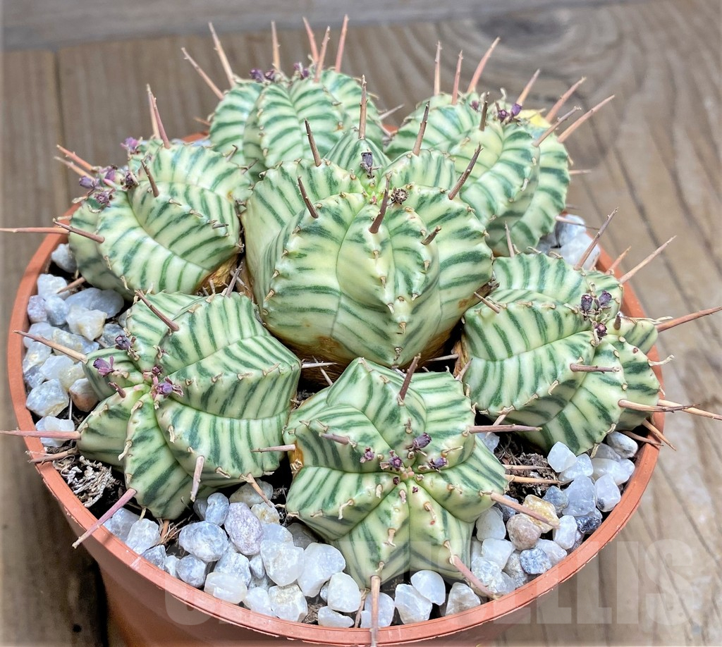 SHPR27160 Euphorbia meloformis f. variegata