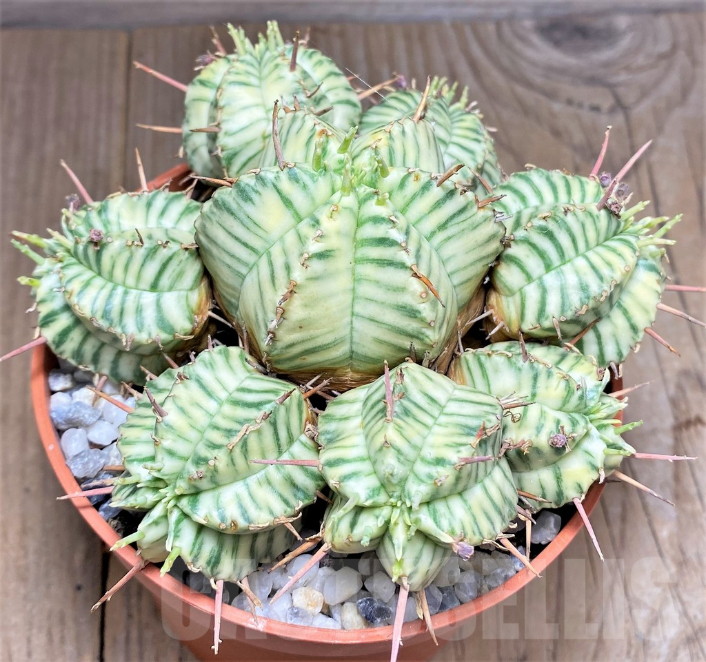 SHPR27161 Euphorbia meloformis f. variegata - Image 2