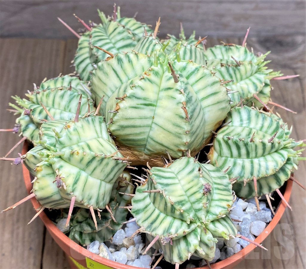 SHPR27161 Euphorbia meloformis f. variegata