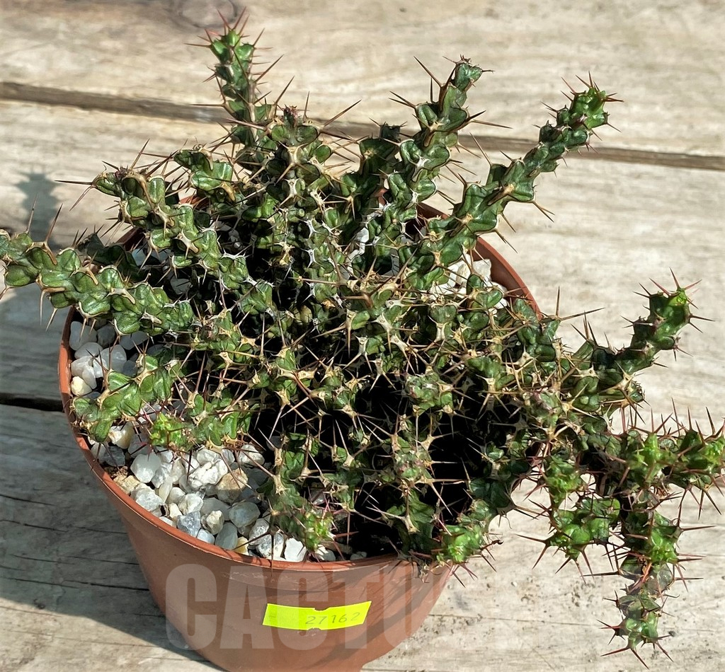 SHPR27162 Euphorbia lenewtonii - Image 2