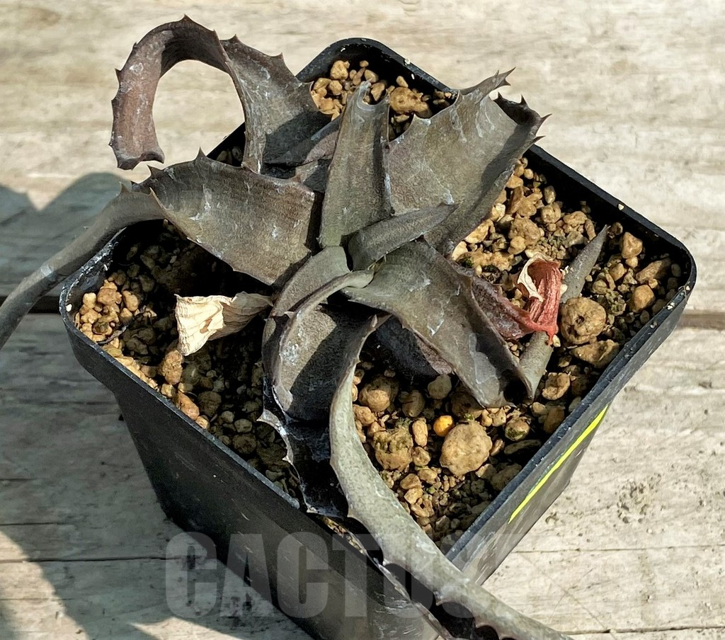 SHPR27164 Aloe citrea - Image 2