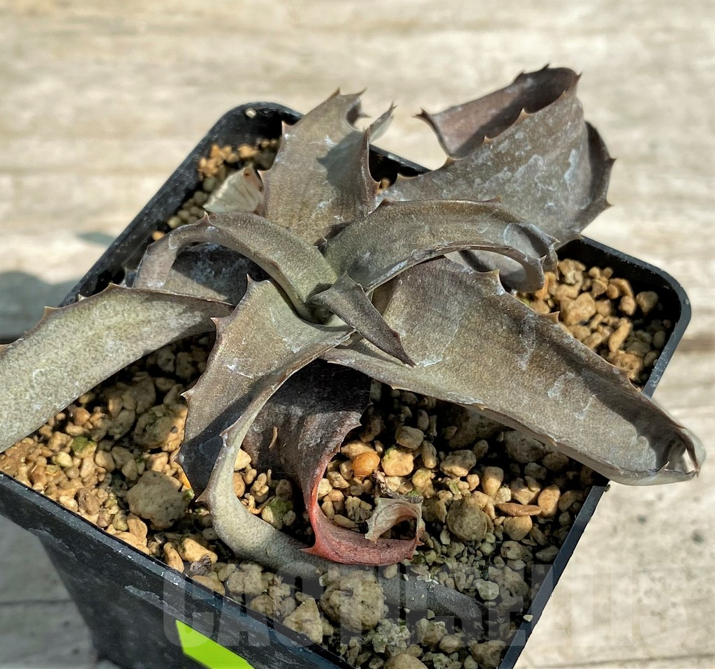 SHPR27164 Aloe citrea