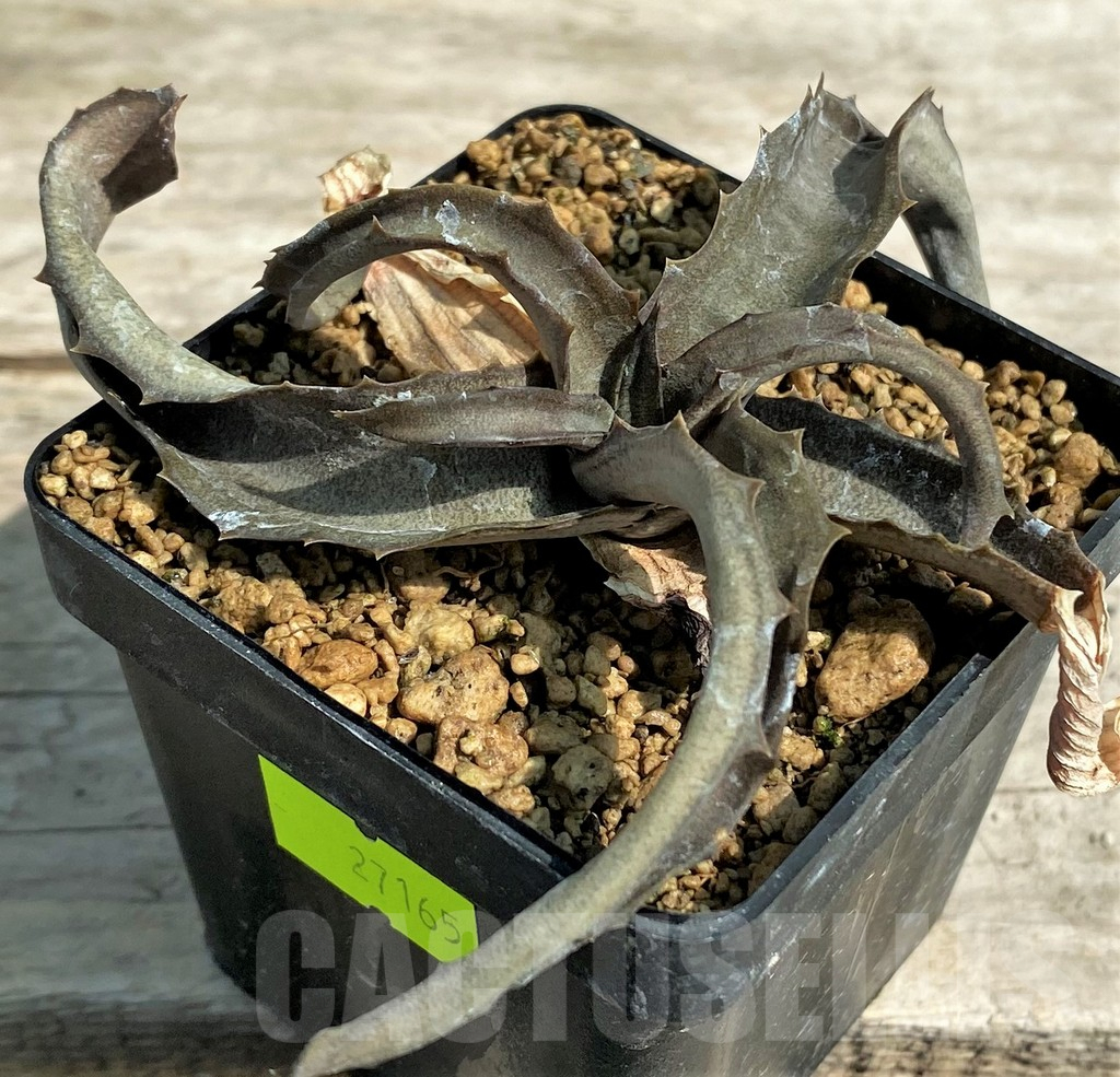 SHPR27165 Aloe citrea