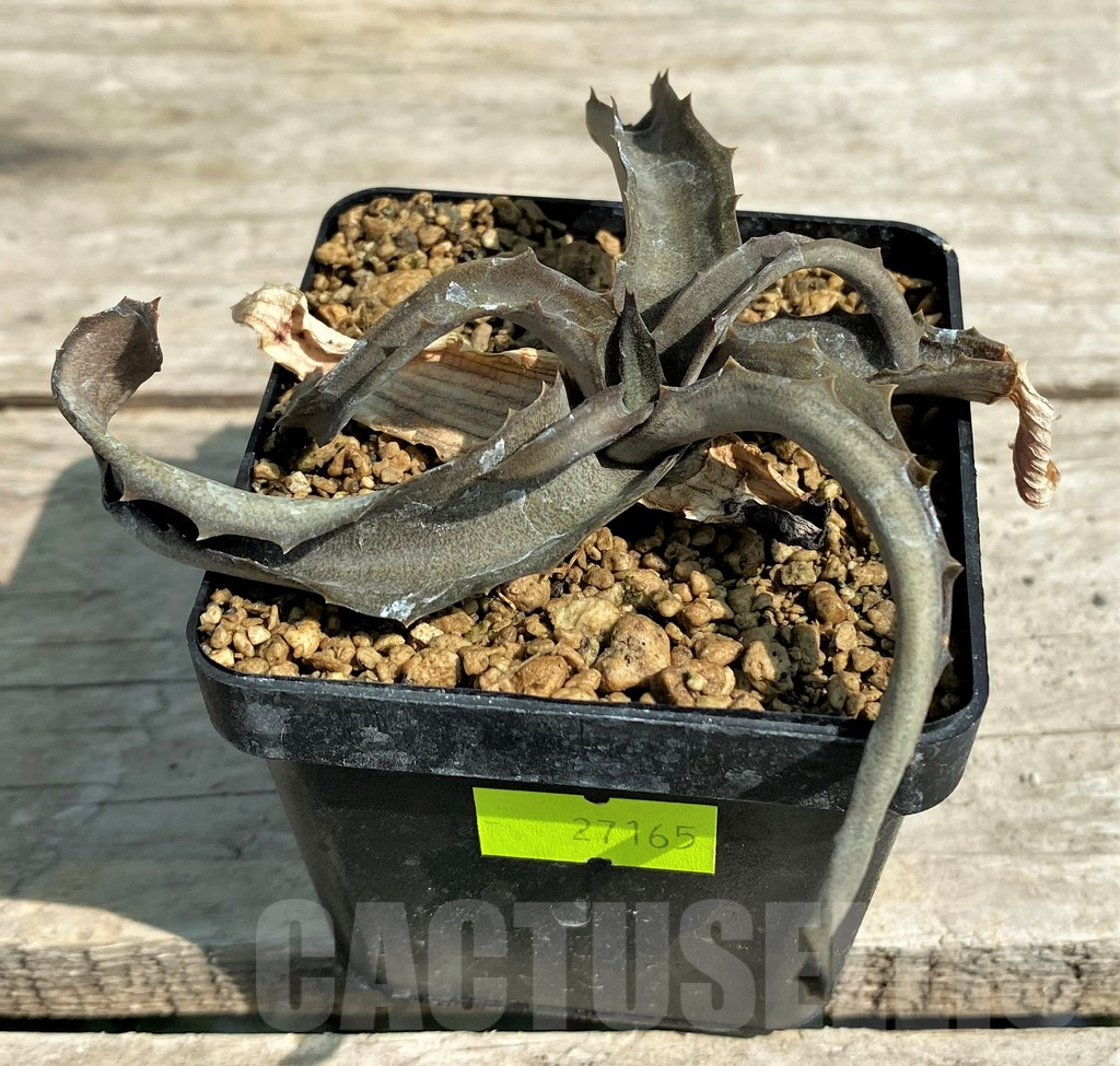 SHPR27165 Aloe citrea - Image 2