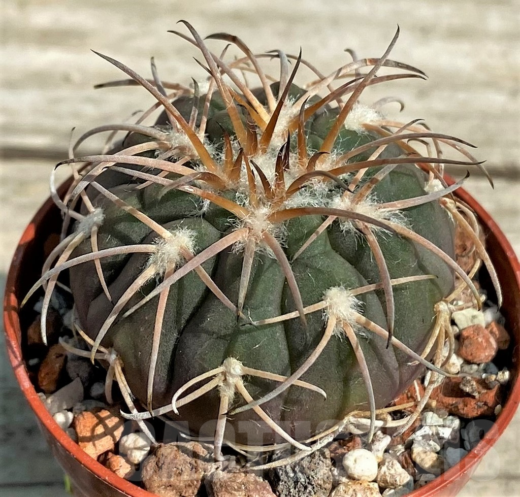 SHPR27166 Gymnocalycium spegazzinii v. punillense