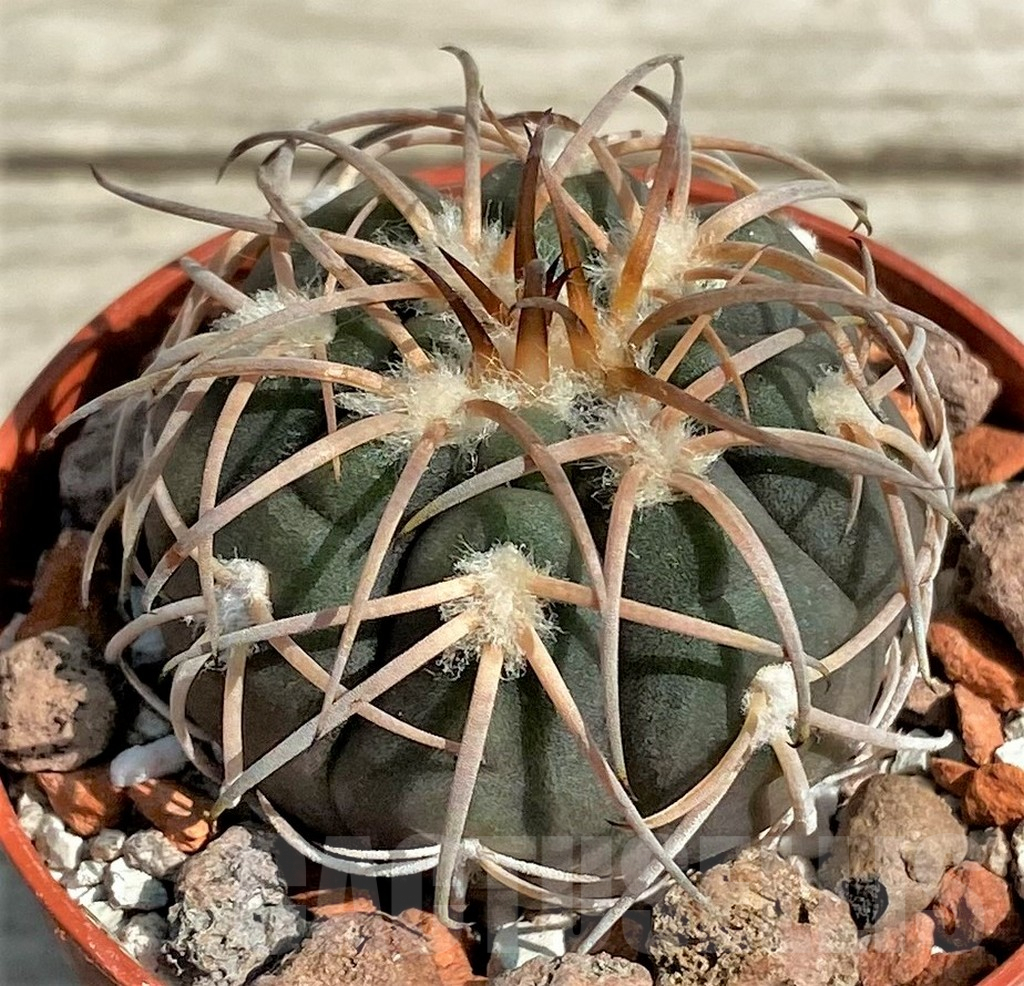 SHPR27167 Gymnocalycium spegazzinii v. punillense