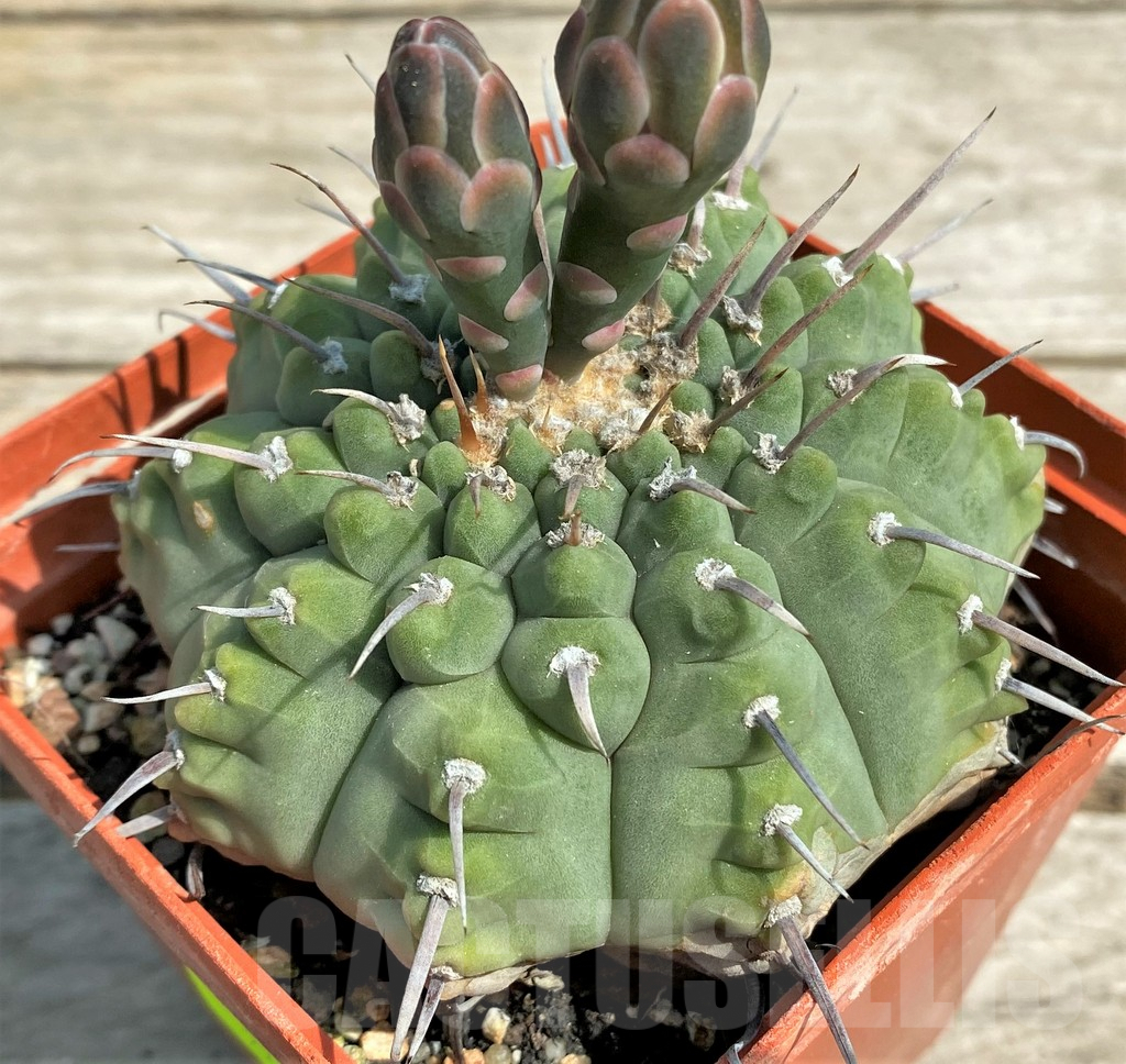 SHPR27168 Gymnocalycium vatteri single spine, 20 year old - Image 2