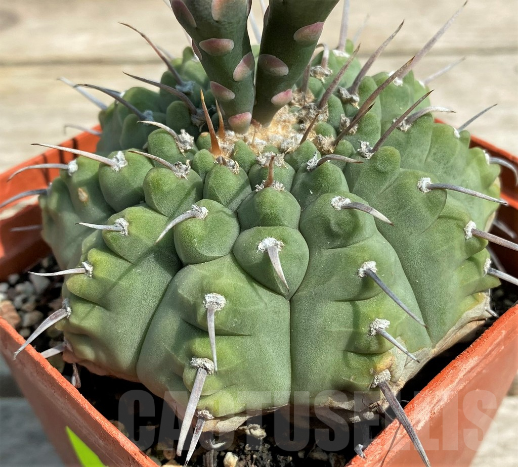SHPR27168 Gymnocalycium vatteri single spine, 20 year old