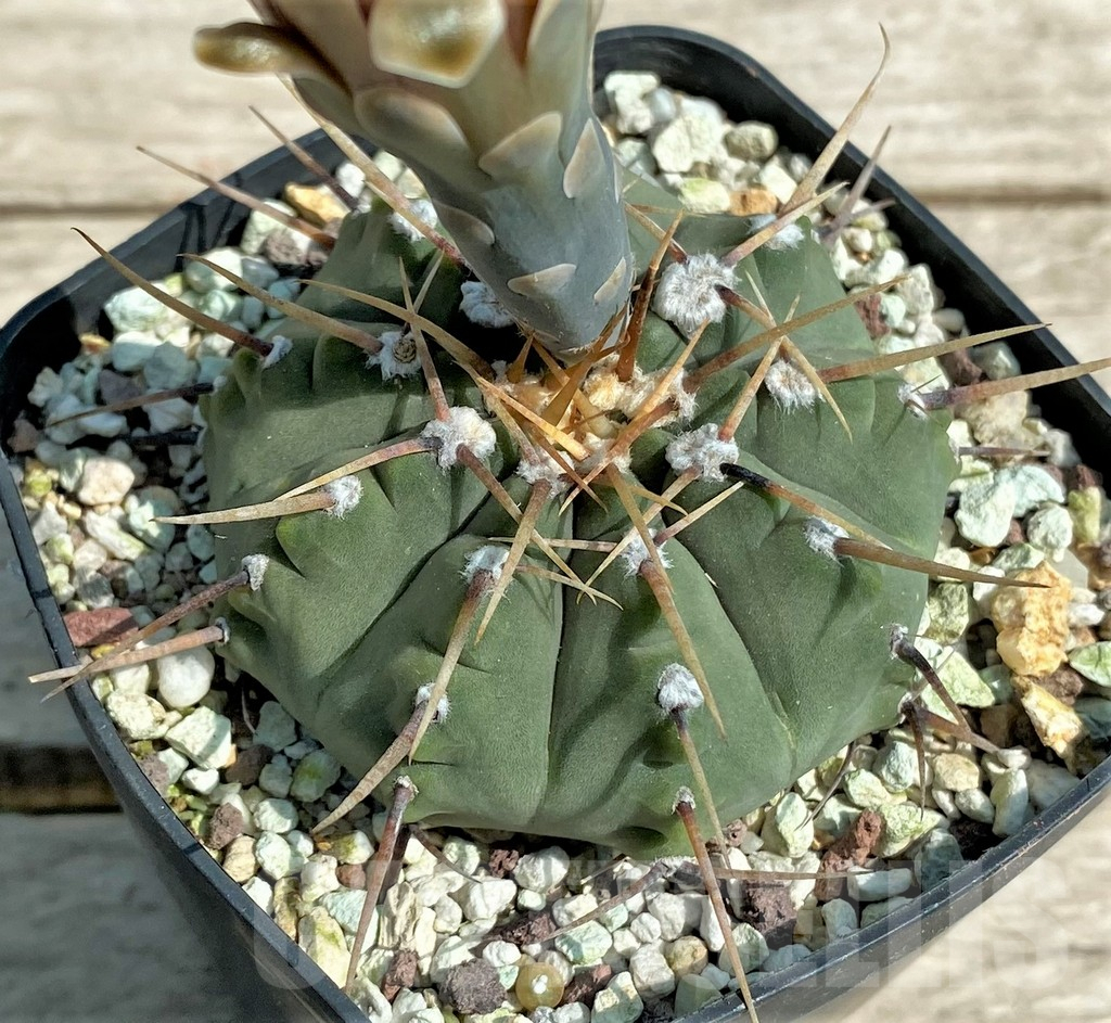 SHPR27169 Gymnocalycium vatteri v. altautinense, 15 year old