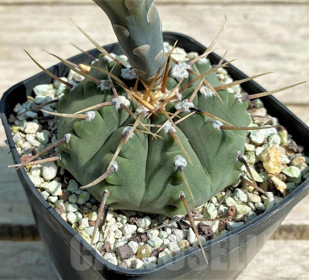 SHPR27169 Gymnocalycium vatteri v. altautinense, 15 year old - Image 2