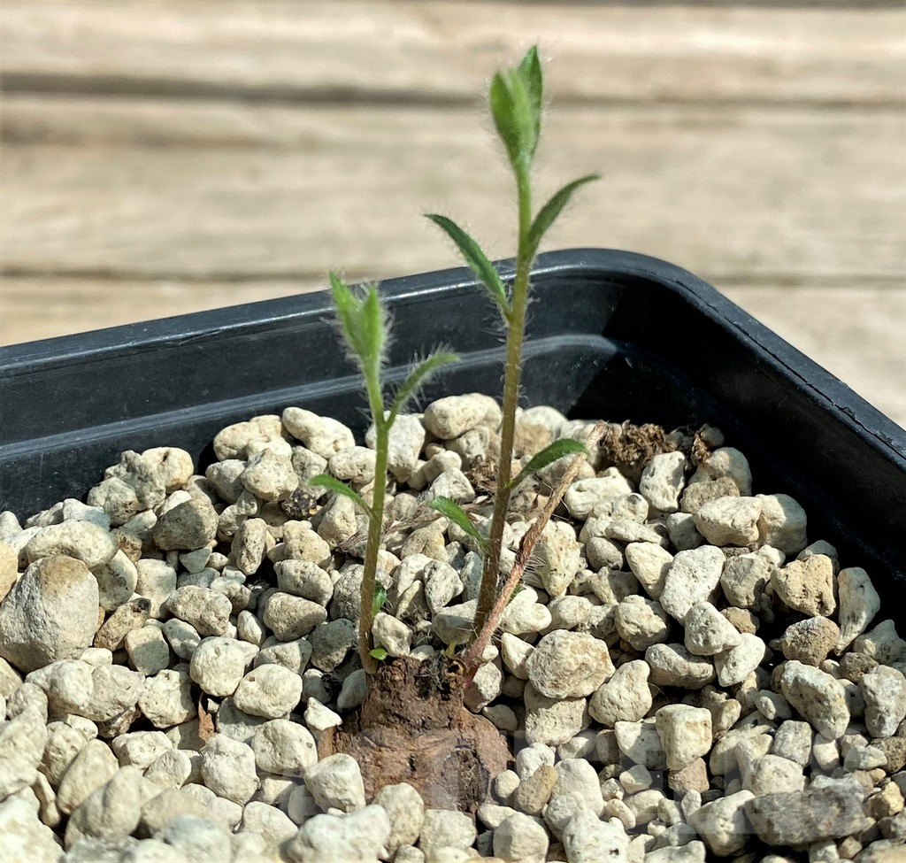 SHPR27170 Ipomoea sp. yellow flower