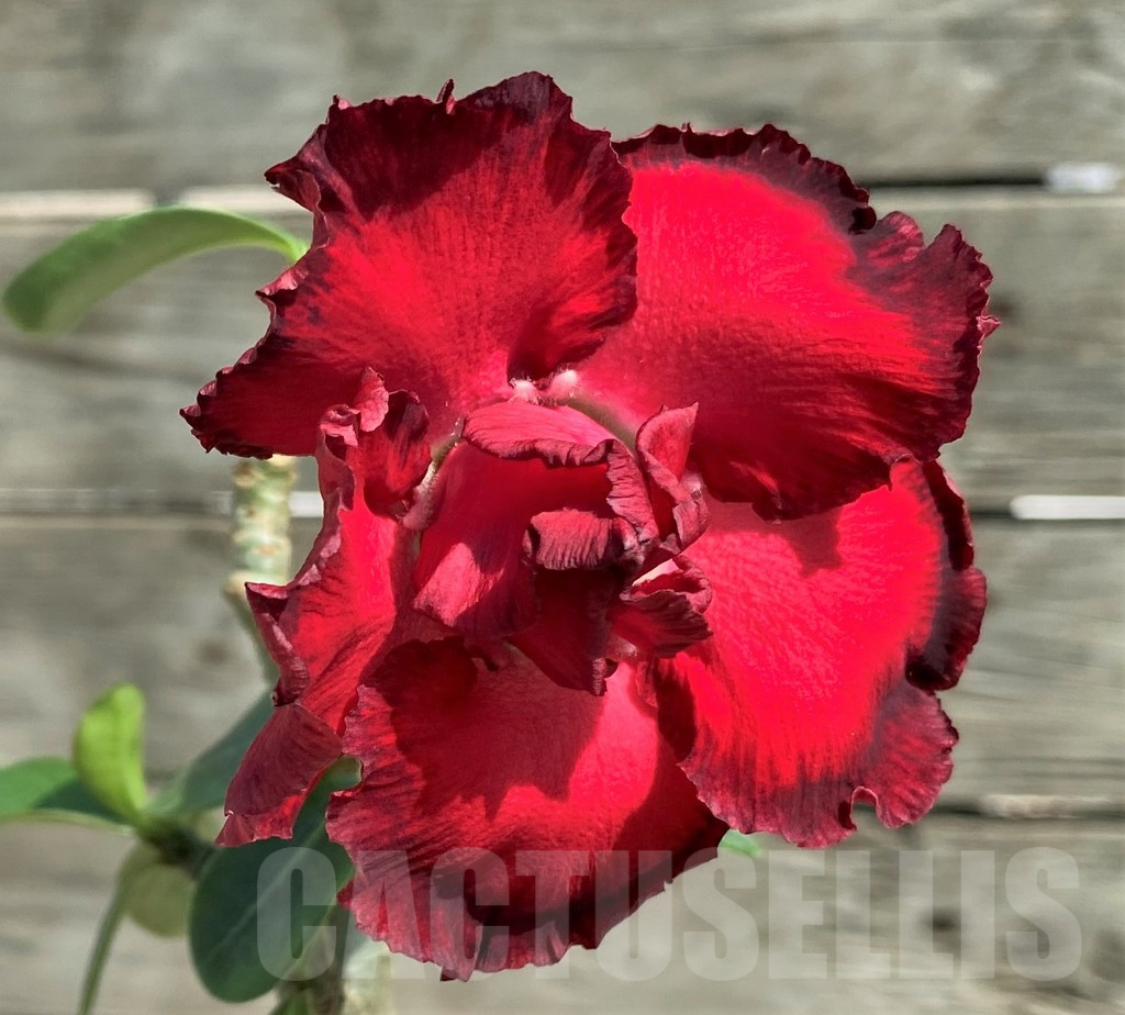 SHPR27173 Adenium obesum 'Twilight', grafted