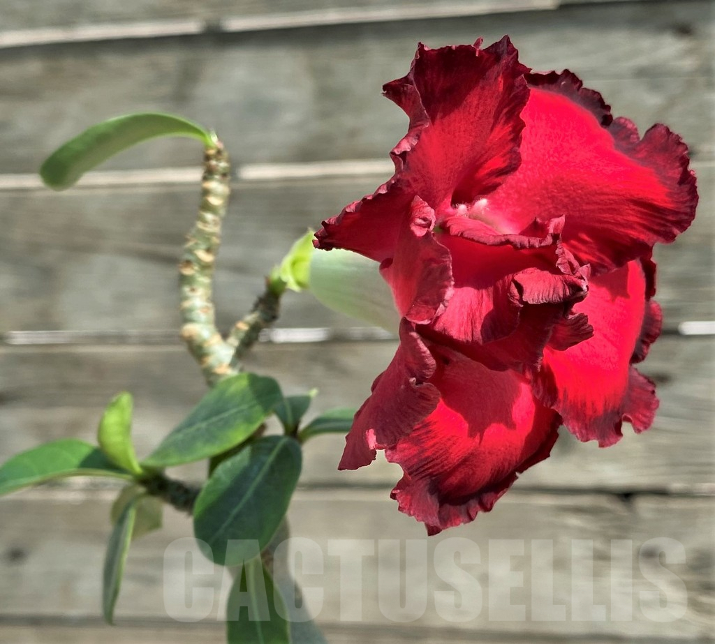 SHPR27173 Adenium obesum 'Twilight', grafted - Image 2