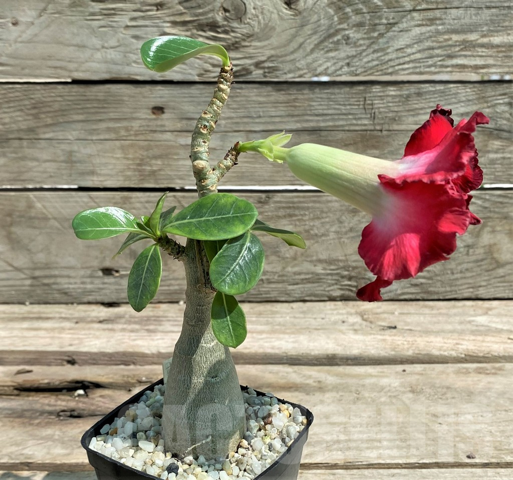SHPR27173 Adenium obesum 'Twilight', grafted - Image 3