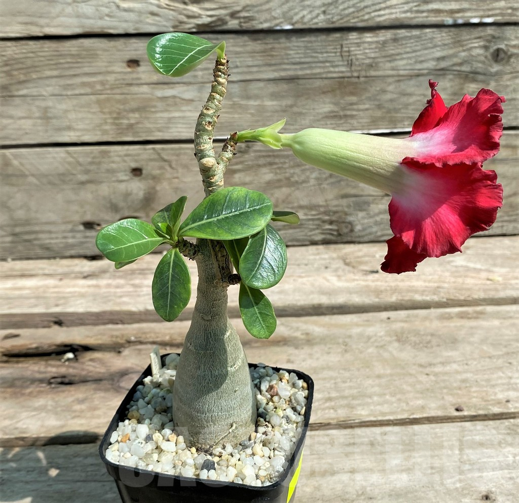 SHPR27173 Adenium obesum 'Twilight', grafted - Image 4