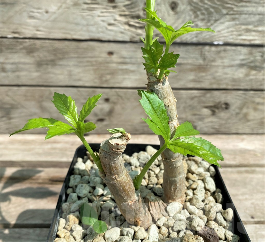 SHPR27174 Cyphostemma greenway - Image 2