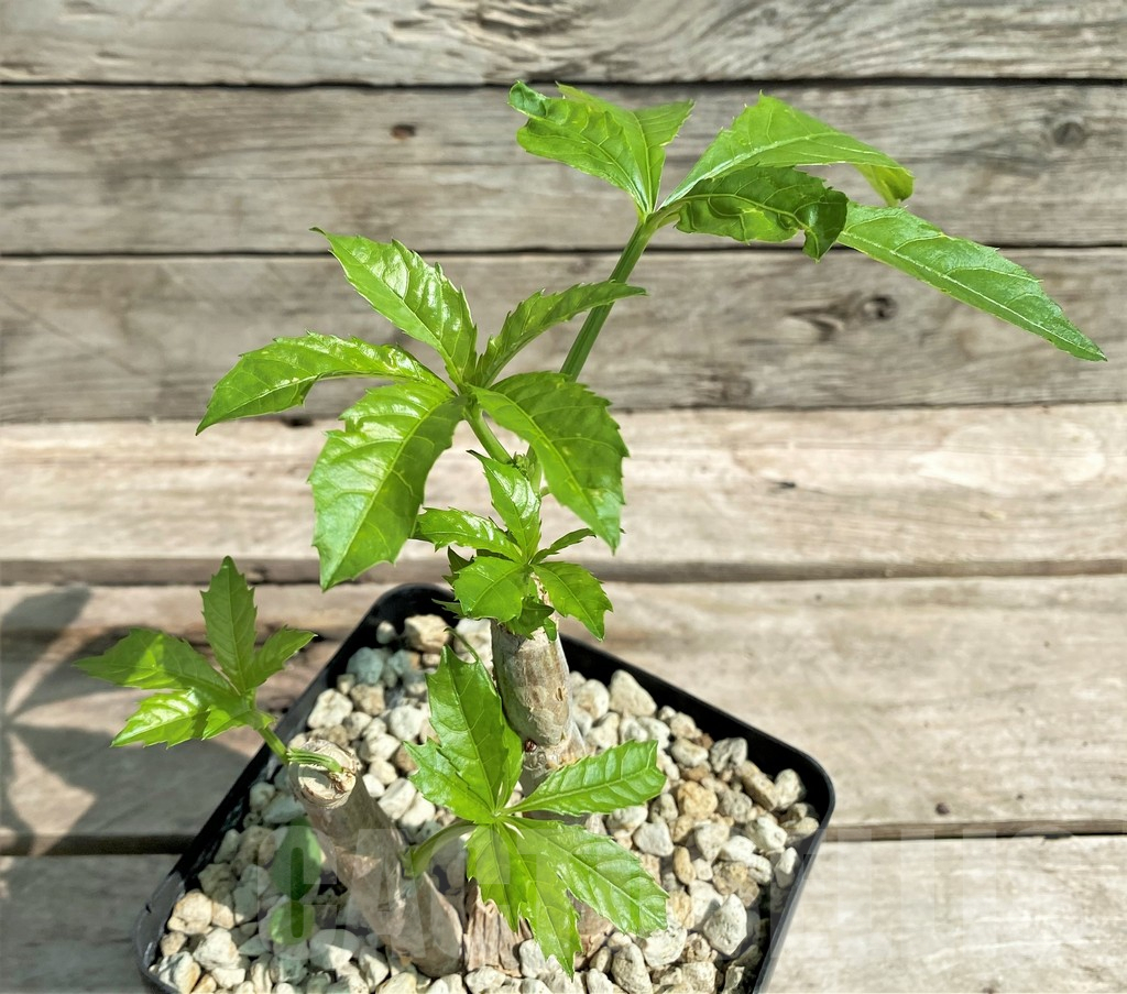 SHPR27174 Cyphostemma greenway