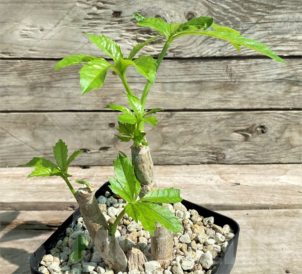 SHPR27174 Cyphostemma greenway - Image 3