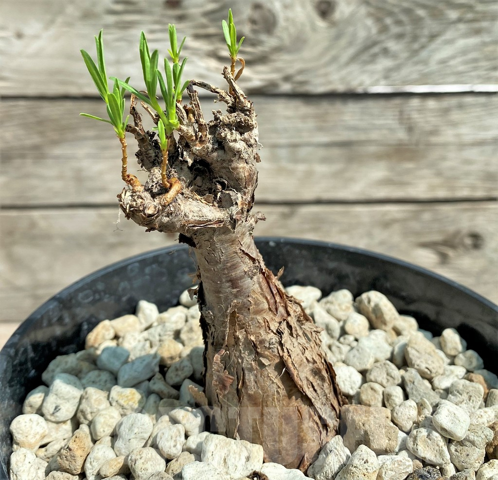 SHPR27175 Euphorbia bongensis