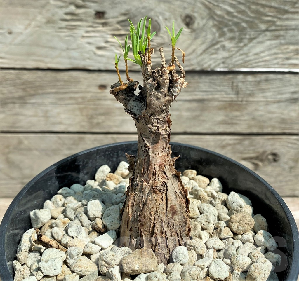 SHPR27175 Euphorbia bongensis - Image 2