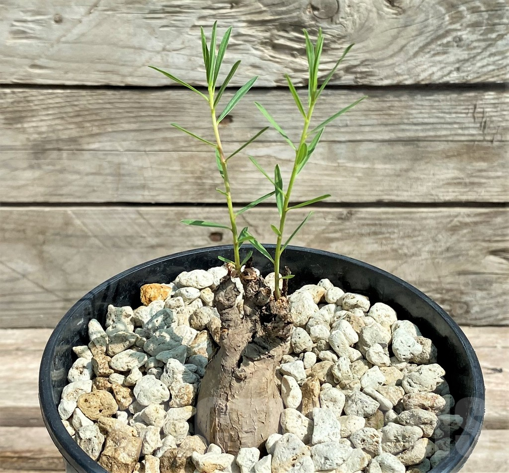 SHPR27176 Euphorbia bongensis