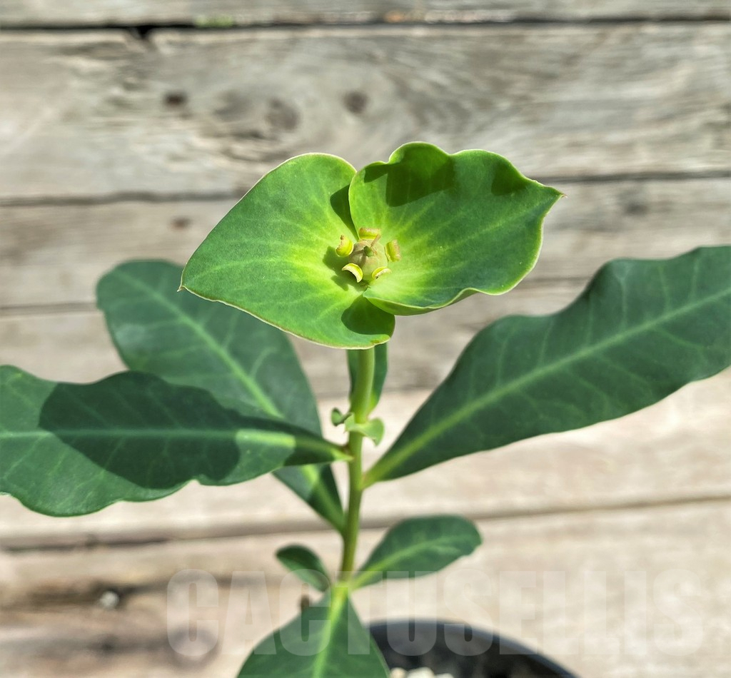 SHPR27177 Euphorbia aff. specksii ES22880