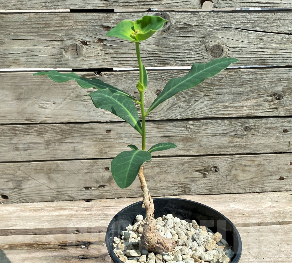 SHPR27177 Euphorbia aff. specksii ES22880 - Image 2