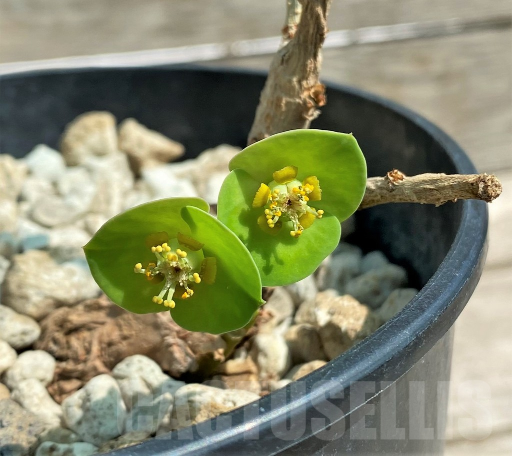 SHPR27178 Euphorbia aff. specksii ES22880