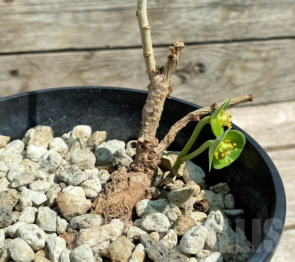 SHPR27178 Euphorbia aff. specksii ES22880 - Imagen 2