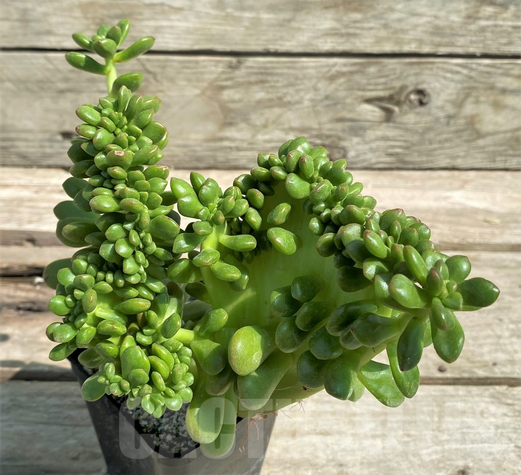 SHPR27179 Sedum lucidum 'Obesum' f. cristata - Imagen 2