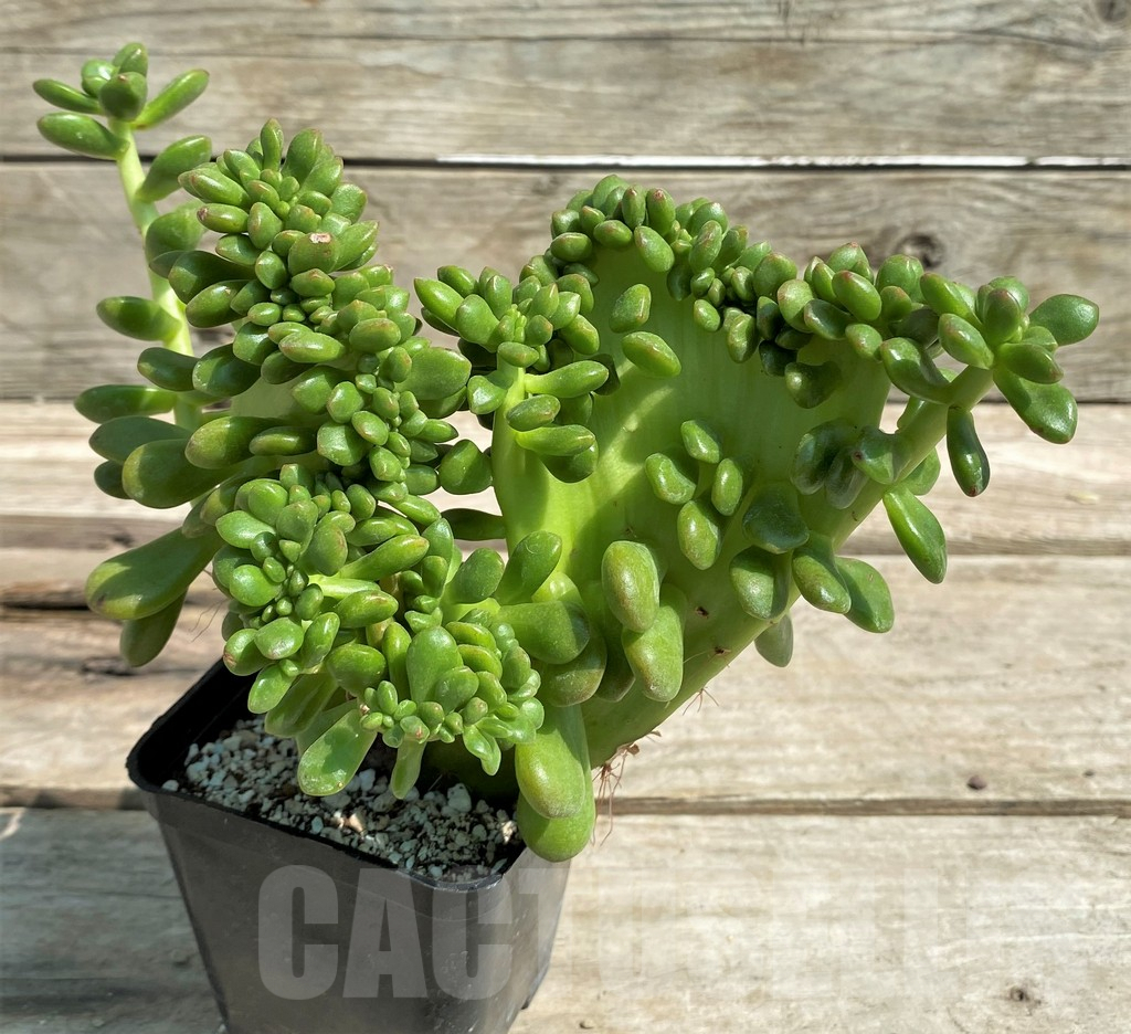 SHPR27179 Sedum lucidum 'Obesum' f. cristata