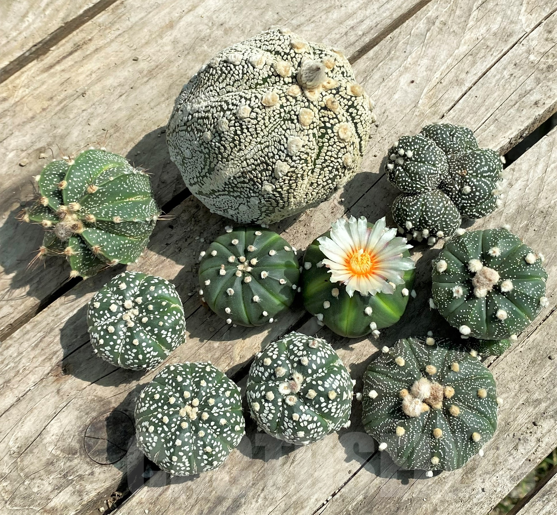 SET101 Astrophytum mix, 10 plants, cuted grafteng