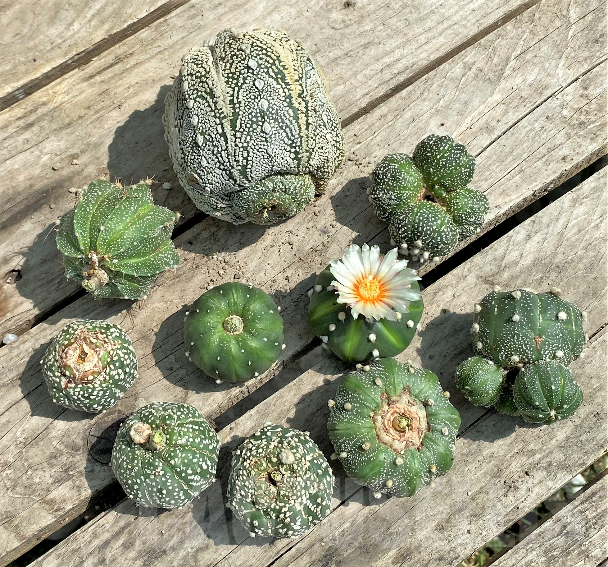 SET101 Astrophytum mix, 10 plants, cuted grafteng - Obrázek 2