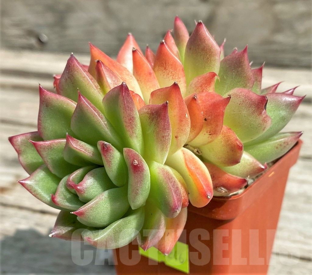 SHPR27246 Echeveria ‘Floreana’