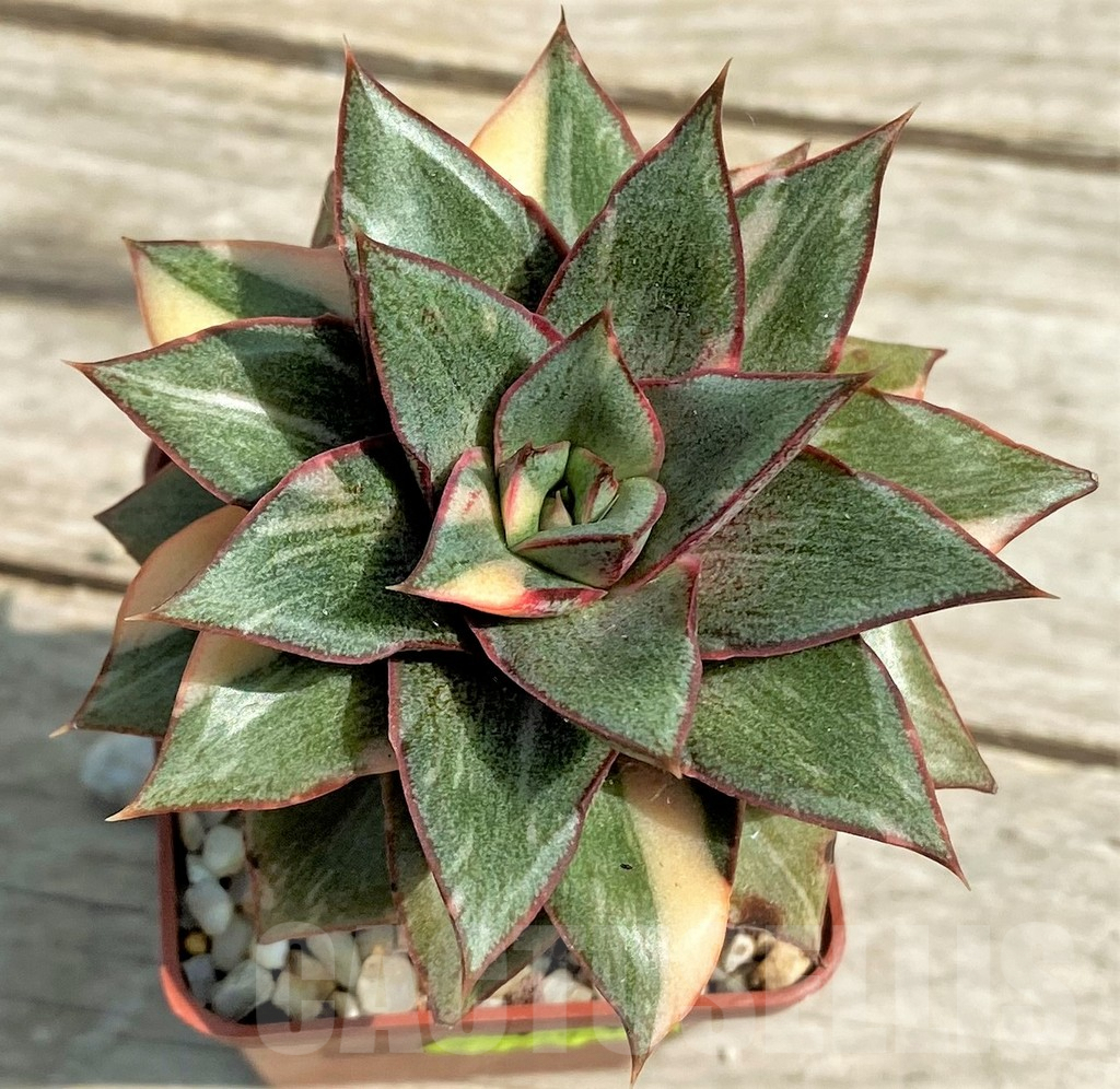 SHPR27247 Echeveria purpusorum ‘Monocerotis’ f. variegata