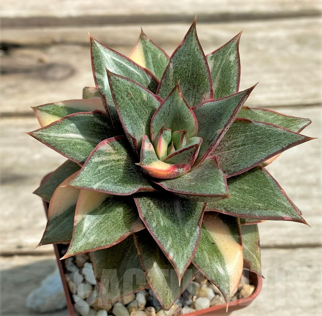 SHPR27247 Echeveria purpusorum ‘Monocerotis’ f. variegata - Image 2