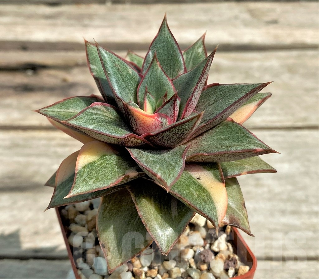 SHPR27247 Echeveria purpusorum ‘Monocerotis’ f. variegata - Image 3