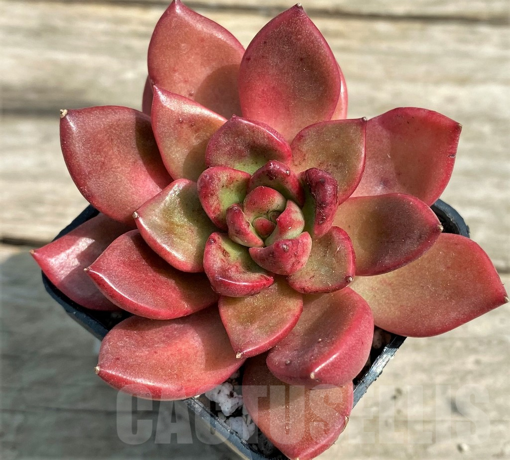 SHPR27248 Echeveria agavoides hybrid