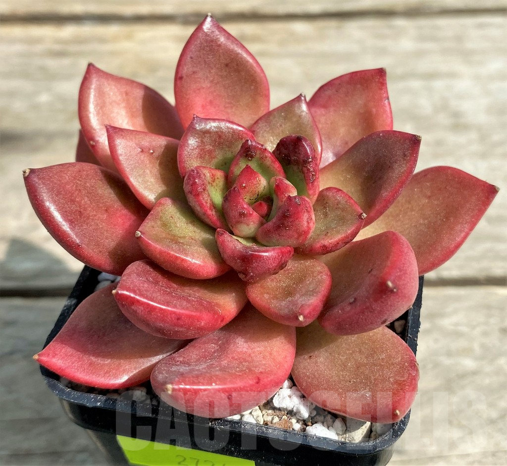 SHPR27248 Echeveria agavoides hybrid - Image 2
