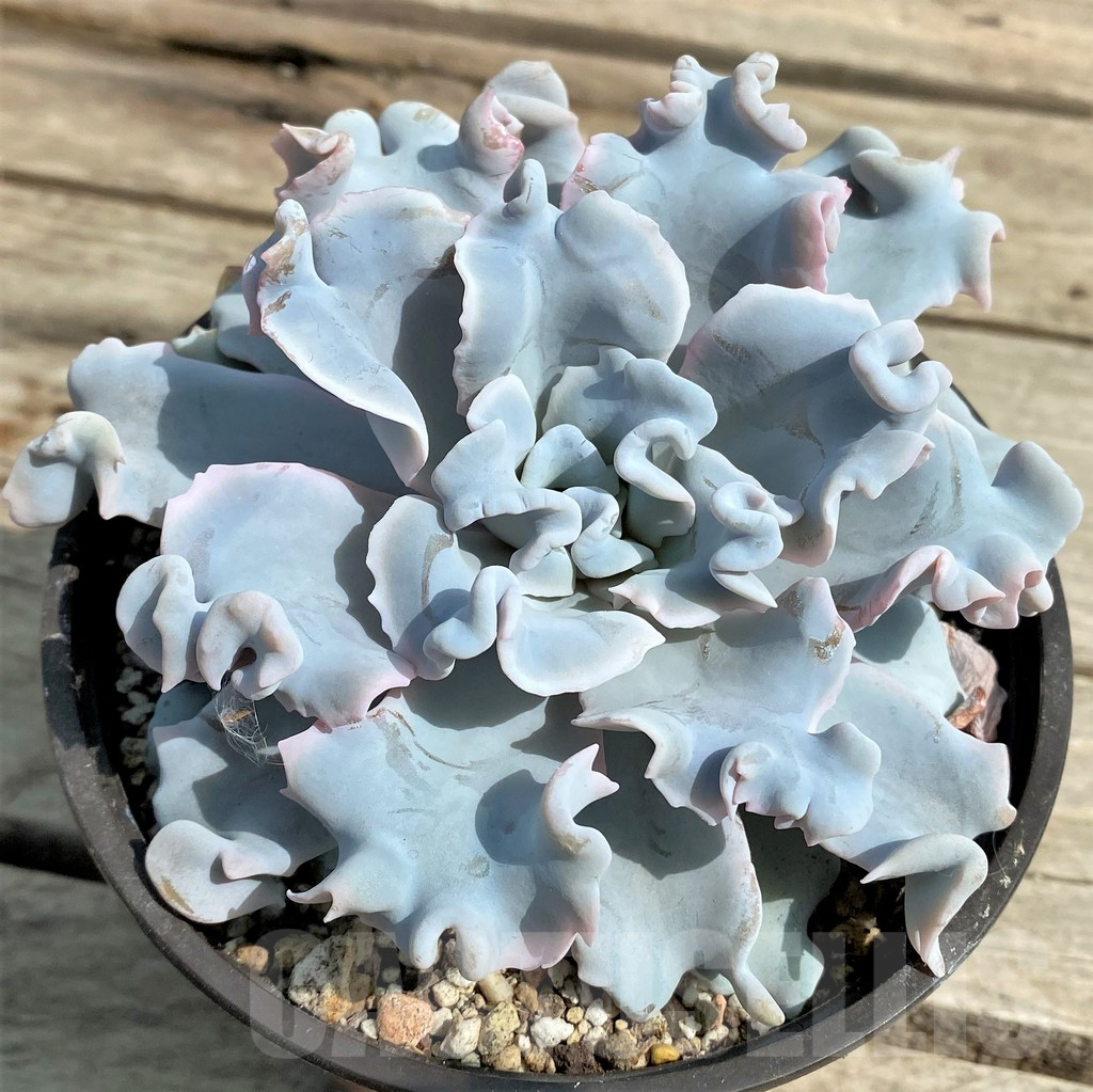 SHPR27249 Echeveria 'Crispate Beauty'