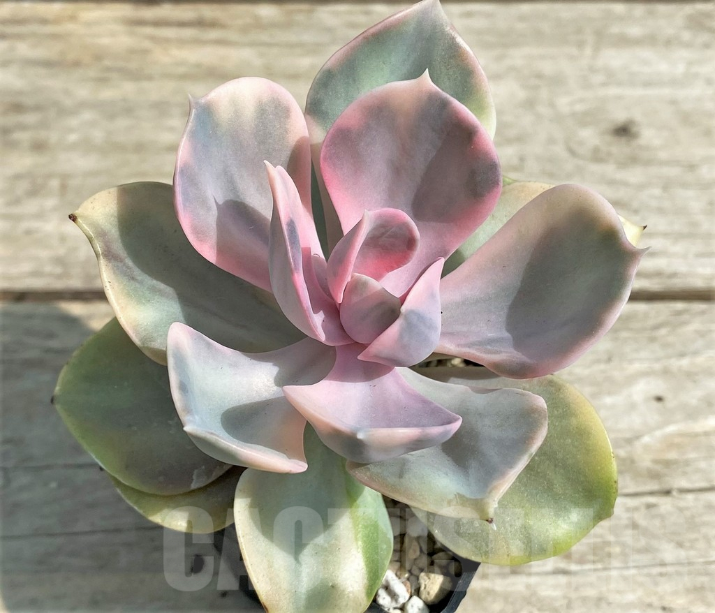 SHPR27251 Echeveria 'Rainbow' - Image 2