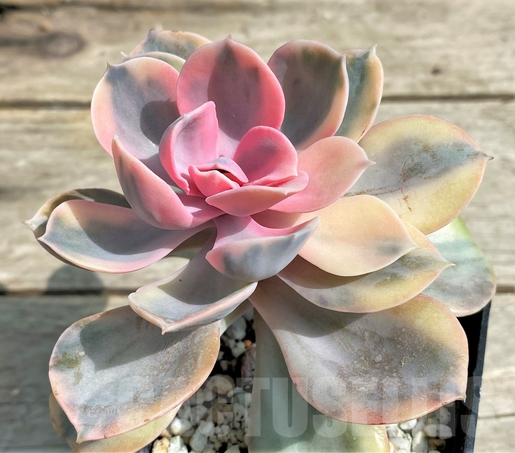 SHPR27252 Echeveria 'Rainbow' - Image 2